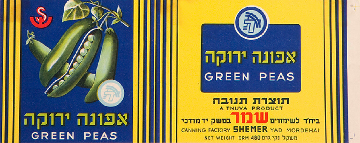 אפונה ירוקה