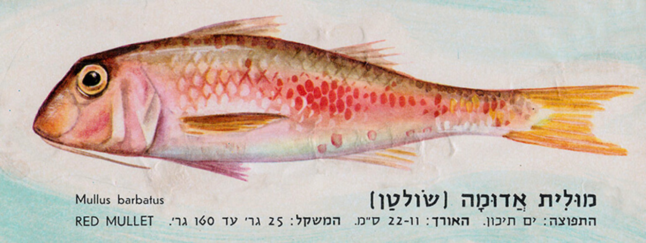 מולית אדומה