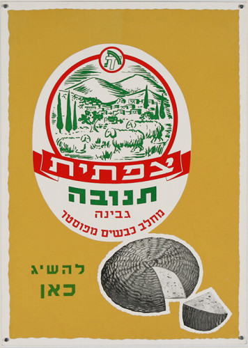 צפתית תנובה