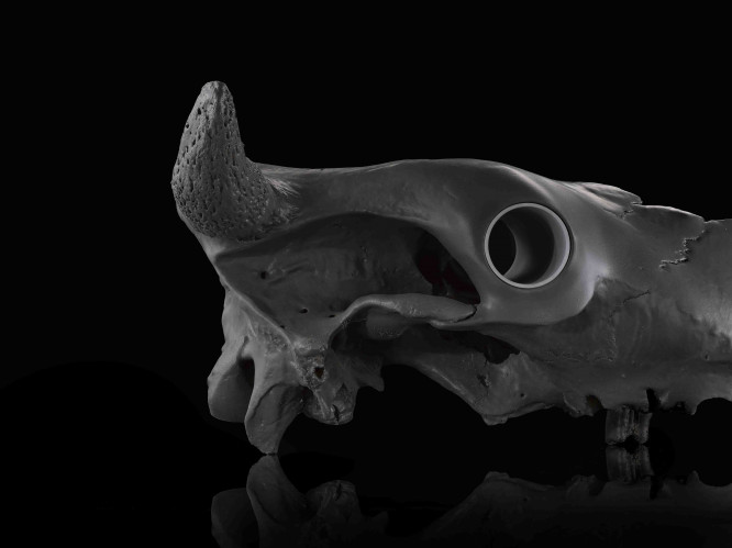 Beast of the Anthropocene