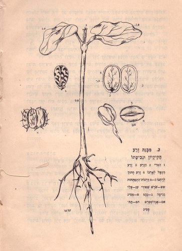 איור בוטני - למגדיר הצמחים של חנה נמליך