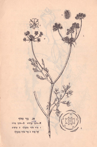 איור בוטני - למגדיר הצמחים של חנה נמליך