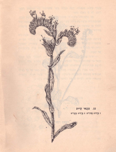 איור בוטני - למגדיר הצמחים של חנה נמליך